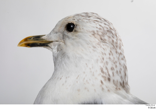 Common gull Larus Canus head 0005.jpg